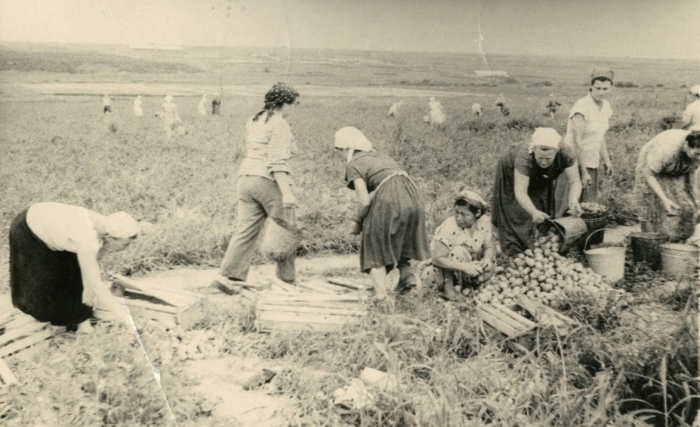 ▲중앙아시아로 강제 이주된 뒤 척박한 땅을 푸른 옥토로 바꾸기 시작한 고려인들의 1940년대 감자 수확 모습. [자료제공=김병학]