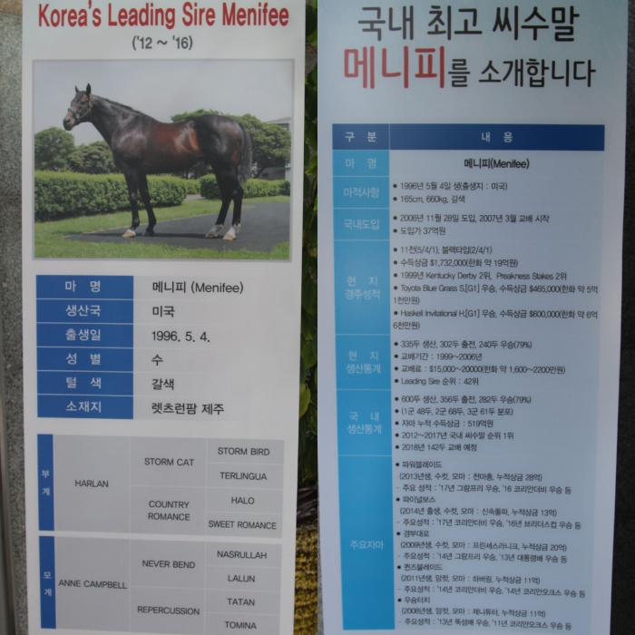 2012년부터 2017년까지 리딩사이어에 오른 한국 최고의 씨수말 ‘메니피’. 부마와 모마 그리고 자마들은 ‘메니피’의 우수한 혈통을 증명했고 그들이 거둔 성적은 뛰어났다. ⓒ말산업저널 안치호