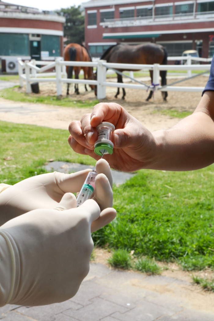 한국마사회는 '2019년도 전국 말 예방백신 접종사업’을 통해 주요 말 전염병 예방백신 접종을 했다(사진 제공= 한국마사회 홍보부).