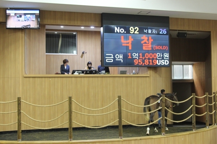(사)한국경주마생산자협회가 개최한 5월 제주 국내산마 경매는 낙찰률 20.5%를 기록하며 저조한 성적을 거뒀다. ⓒ미디어피아 황인성
