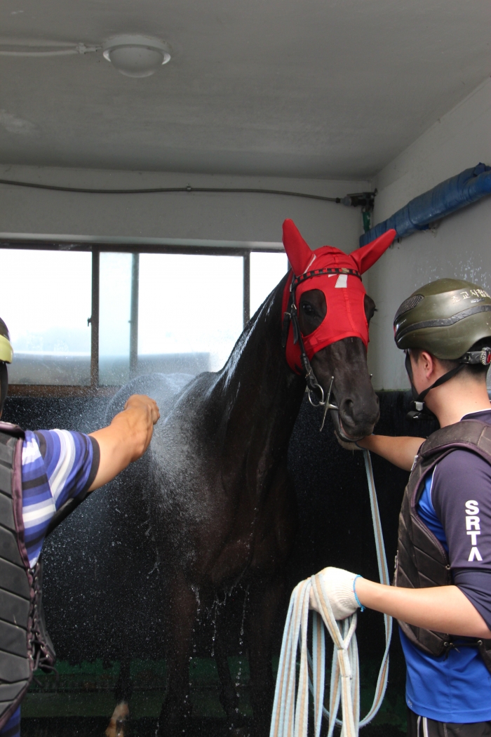 더운 여름을 나기 위해 말들도 샤워를 한다 ⓒ미디어피아 자료사진